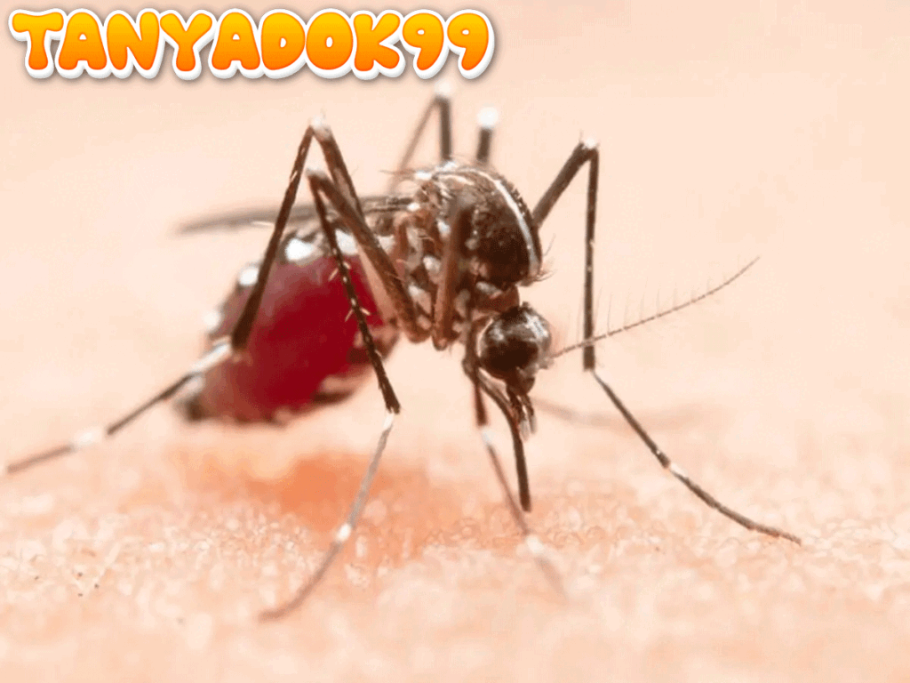 Waspada DBD di Musim Hujan, Gerakan Satu Rumah Satu Jumantik Jadi Kunci Lawan Dengue