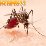 Waspada DBD di Musim Hujan, Gerakan Satu Rumah Satu Jumantik Jadi Kunci Lawan Dengue