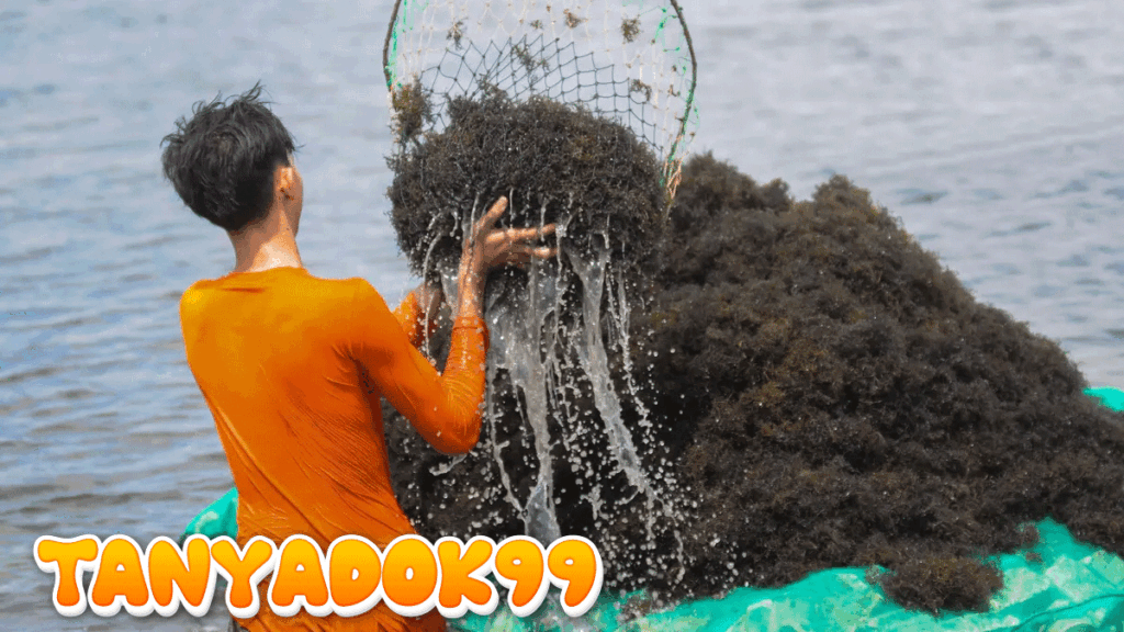 Hilirisasi Rumput Laut di Gunung Kidul Jadi Salah Satu Kunci Kemakmuran RI