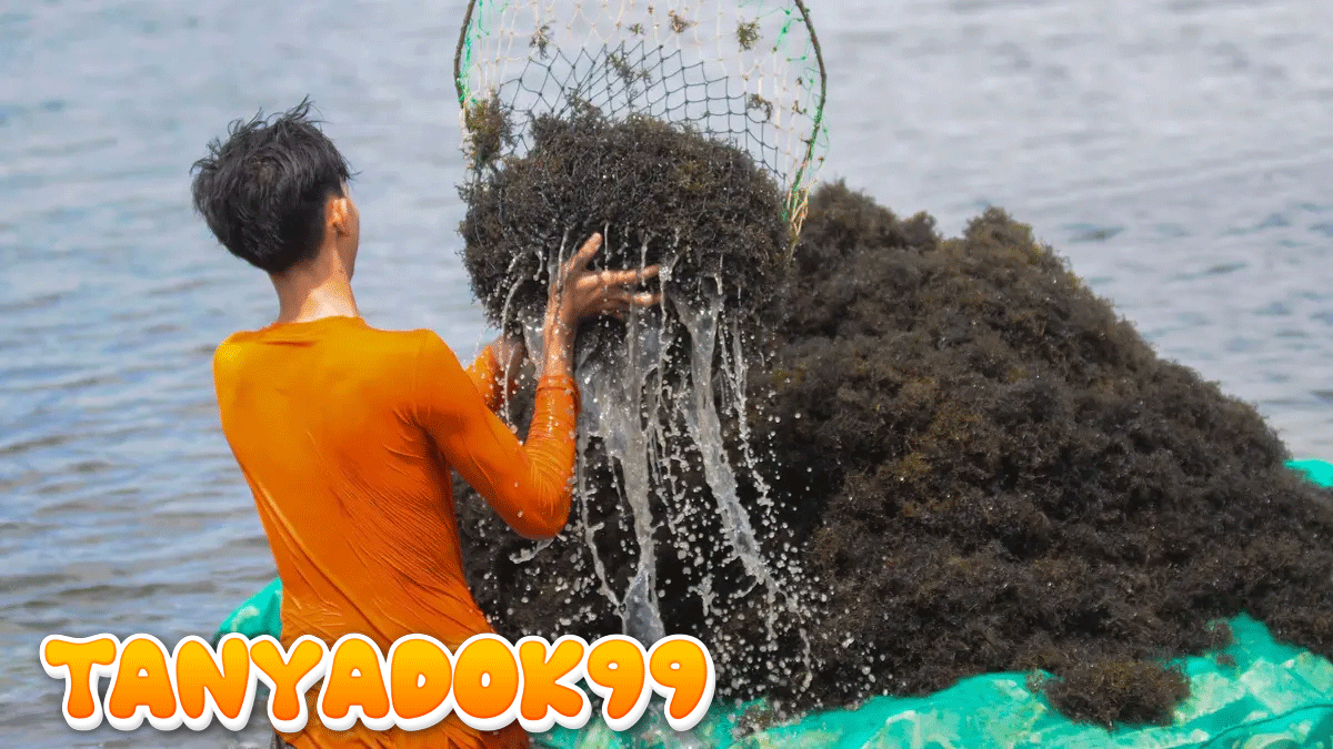 Hilirisasi Rumput Laut di Gunung Kidul Jadi Salah Satu Kunci Kemakmuran RI