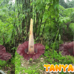 Bunga Bangkai Raksasa Mekar di Kebun Raya Liwa Jadi Daya Tarik Wisata Langka