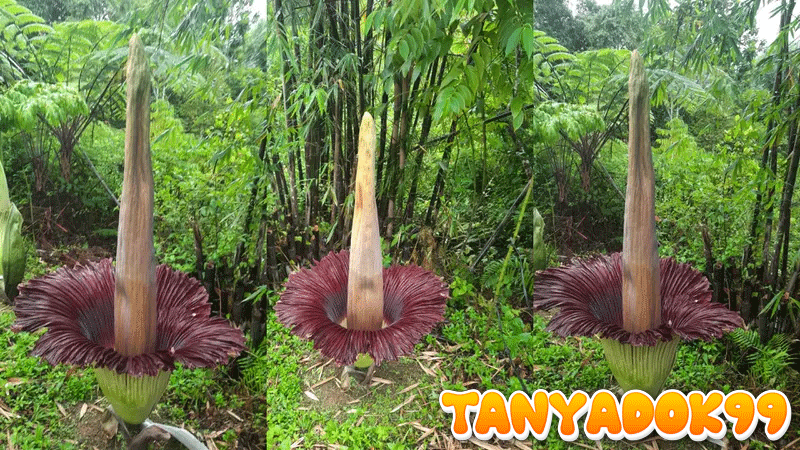 Bunga Bangkai Raksasa Mekar di Kebun Raya Liwa Jadi Daya Tarik Wisata Langka