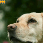 Heboh Anjing Pria Ini Bawa Pulang Bom ke Rumah, Datangkan Penjinak Bom