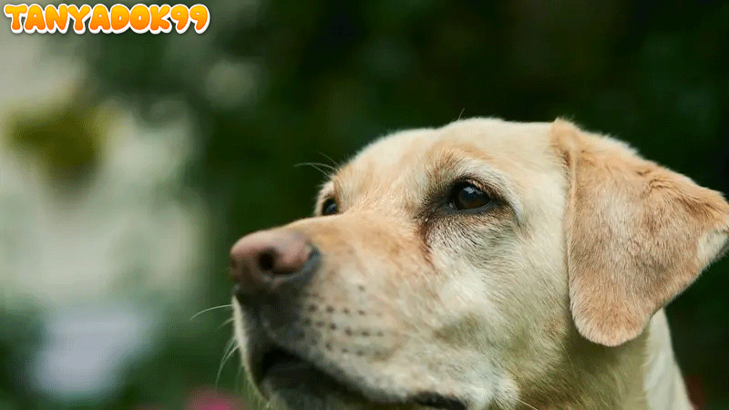 Heboh Anjing Pria Ini Bawa Pulang Bom ke Rumah, Datangkan Penjinak Bom