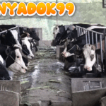 50 Tahun Kolaborasi PT Nestlé Indonesia dan Peternak Sapi Perah Rakyat: Dongkrak Ekonomi Jawa Timur