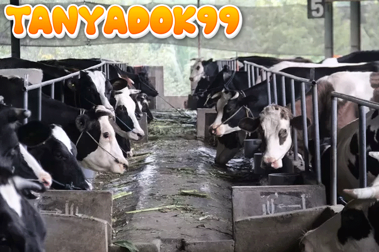 50 Tahun Kolaborasi PT Nestlé Indonesia dan Peternak Sapi Perah Rakyat: Dongkrak Ekonomi Jawa Timur