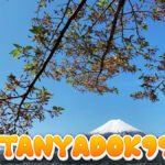 Jepang Buat Panduan Mitigasi Letusan Gunung Fuji, Ada Ancaman Erupsi Setelah 300 Tahun?