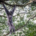 Bioekonomi menyeimbangkan konservasi dan pembangunan ekonomi Indonesia