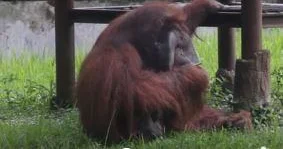 Video orangutan merokok membuat kebun binatang disiram air panas, lagi