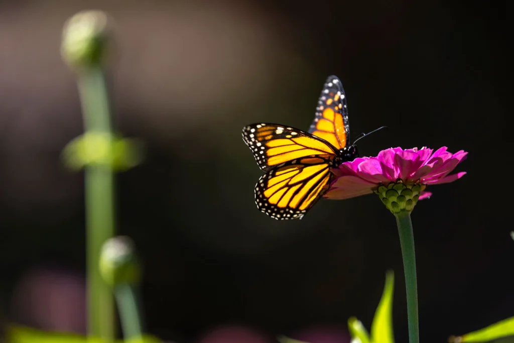 ‘Dunia yang lebih hangat mungkin menjadi dunia yang lebih tidak sehat bagi monarki’