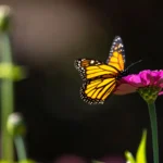 ‘Dunia yang lebih hangat mungkin menjadi dunia yang lebih tidak sehat bagi monarki’