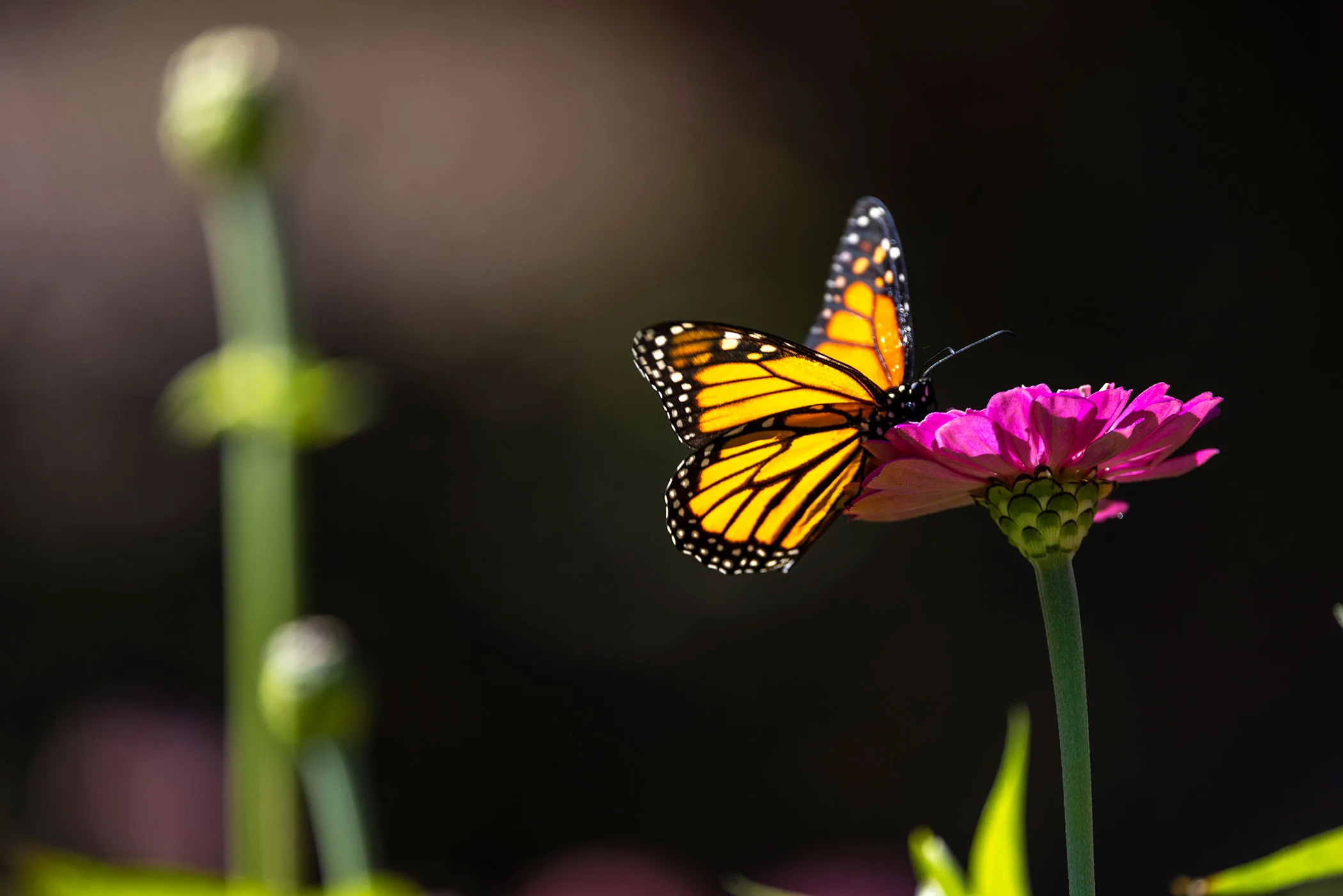 ‘Dunia yang lebih hangat mungkin menjadi dunia yang lebih tidak sehat bagi monarki’
