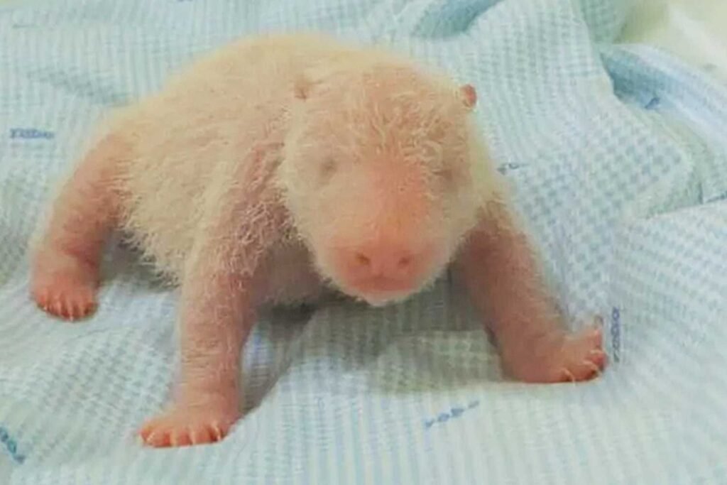 Kebun Binatang Membagikan Foto Bayi Panda Raksasa Pertama yang Lahir di Indonesia