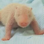 Kebun Binatang Membagikan Foto Bayi Panda Raksasa Pertama yang Lahir di Indonesia