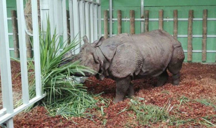 Badak dari Kebun Binatang Edinburgh terbang ke Indonesia untuk mencari pasangan.