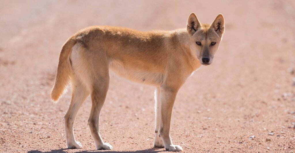 Gaya hidup dingo Australia berubah setelah kedatangan orang Eropa