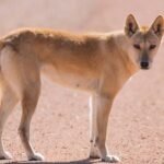 Gaya hidup dingo Australia berubah setelah kedatangan orang Eropa