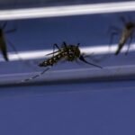 Pengendalian demam berdarah: Uji coba selama tiga tahun di Indonesia menunjukkan hasil yang menjanjikan.