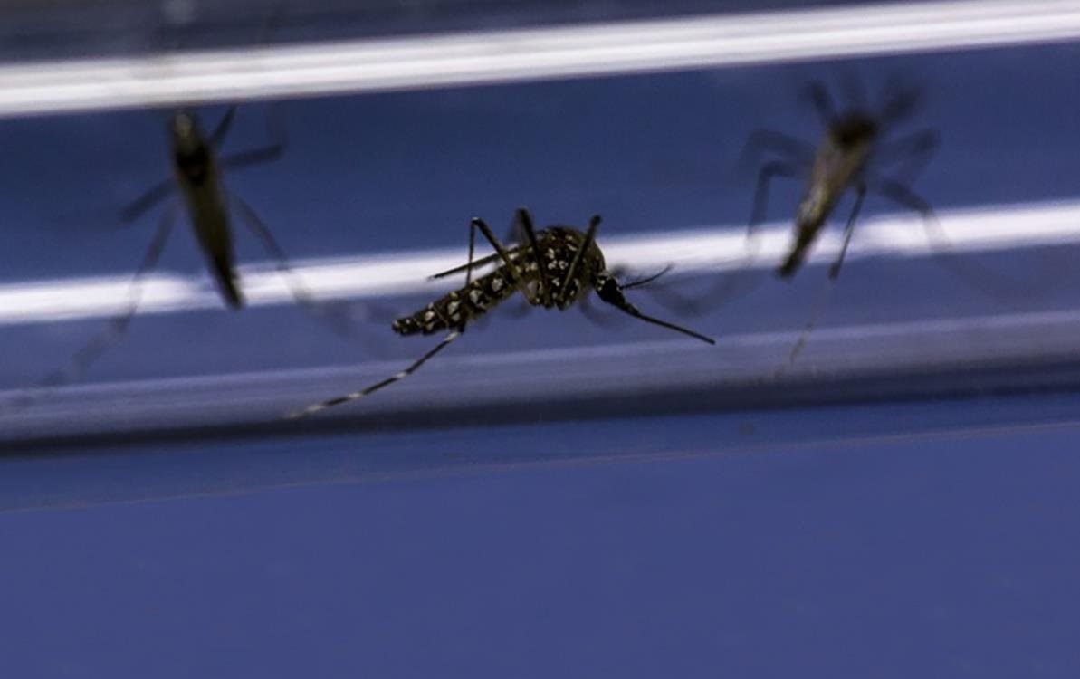 Pengendalian demam berdarah: Uji coba selama tiga tahun di Indonesia menunjukkan hasil yang menjanjikan.