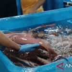 Indonesia kembali memperoleh akses ke pasar budidaya perairan Uni Eropa