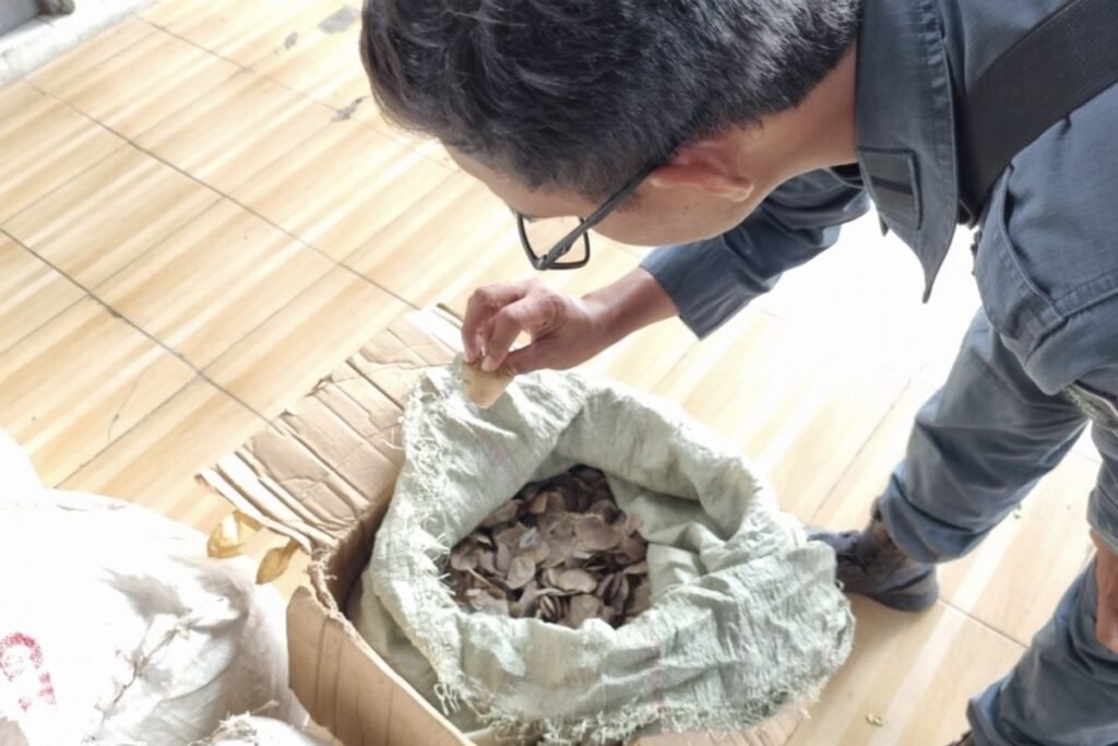 Indonesia menggagalkan penyelundupan 3 ton sisik trenggiling ke Kamboja